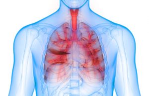 Human Lungs Inside Anatomy (Larynx, Trachea, Bronchioles)
